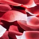 Płatki róż Bijoux Indiscrets Rose Petal Explosion