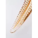 Szklane dildo Glassvibrations Golden Series The Golden Lick