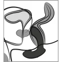 Anos prostate butt plug with v